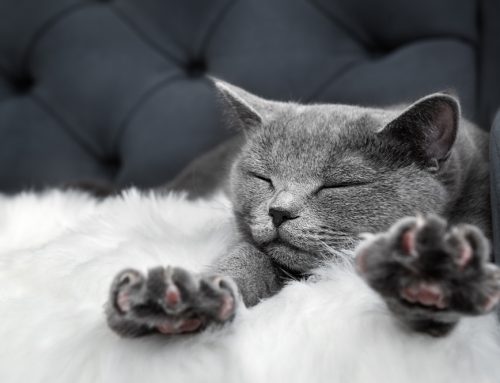 5 Breed-Related Health Conditions in Pets